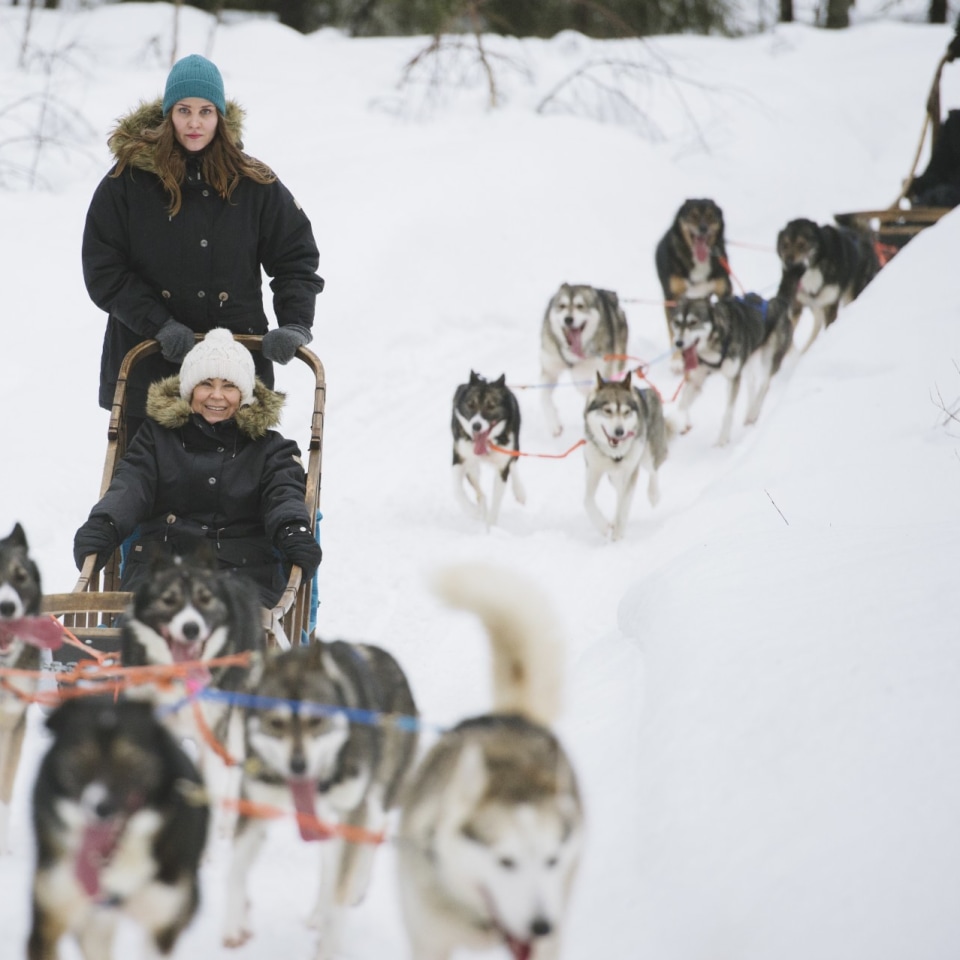 Hundeschlittenfahrt in Rovaniemi